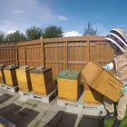 Photo of Bees Partners Management