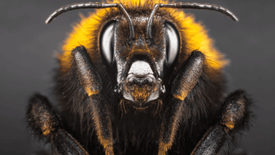 head of a bumble bee
