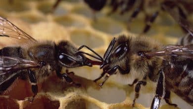 Bee reproduction