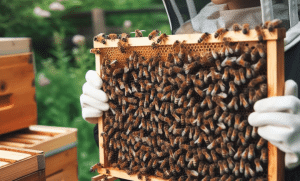 Beekeeper's Management Practices for Optimizing Mated Queen Bee Performance