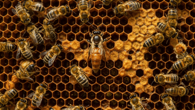 Queen Bee: The Backbone of the Hive