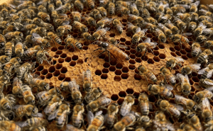 Nurturing Success: Quality Strategies