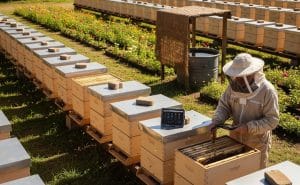 Enhancing Productivity through Hive Layout