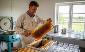 Harvesting and Processing Honey in Denmark