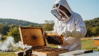 How To Inspect Bee Hive Safely A Beginner’s Guide