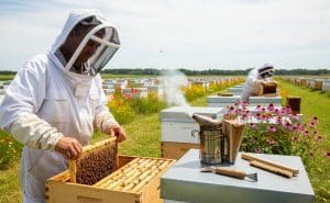Beehive Setup and Maintenance