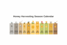 Honey Harvesting Season Calendar for Northern Europe