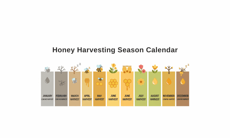 Honey Harvesting Season Calendar for Northern Europe