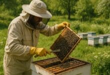Integrated Pest Management in Beekeeping Explained