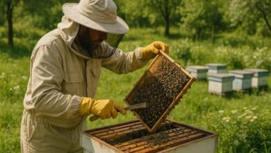 Integrated Pest Management in Beekeeping Explained